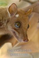 Peters epauletted fruit Bat stock photo