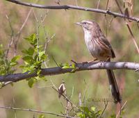 Chinese hill warbler C20D 02202.jpg