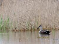 Spot-billed duck C20D 02733.jpg