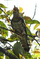 Indian Cuckoo, Cuculus micropterus