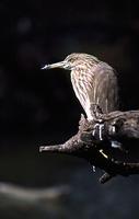 Indian Pond Heron, Keoladeo Ghana National Park [Bharatpur, Rajasthan]