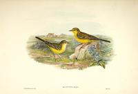 Richter after Gould Yellow Wagtail (Budytes rayi)