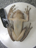 : Bokermannohyla luctuosa; Reservoir Treefrog