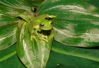 : Centrolene quindianum; Glass Frog