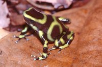 : Dendrobates auratus; Green Poison Frog