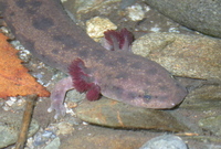 : Necturus maculosus; Mudpuppy