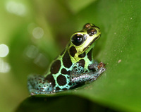 : Ranitomeya imitator; Imitating Poison Frog