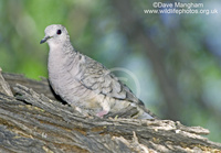 : Columbina inca; Inca Dove