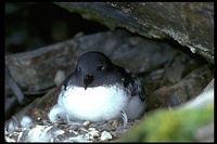 : Daption capense; Cape Petrel