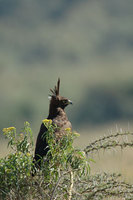 : Lophaetus occipitalis; Long Crested Eagle