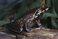 : Xenophrys major