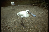 : Platalea regia; Royal Spoonbill