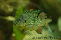 : Ptychochromis oligacanthus; Malagasy Juba