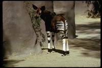 : Okapia johnstoni; Okapi