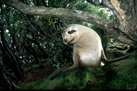 : Phocarctos hookeri; Hooker's Sealion