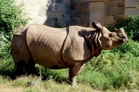 : Rhinoceros unicornis; Indian Rhinoceros