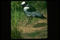 : Vanellus armatus; Blacksmith Lapwing