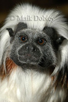 : Saguinus oedipus; Cotton Top Marmoset