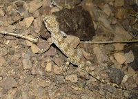 : Bunopus crassicaudus; Thick Tailed Tuberculated Gecko