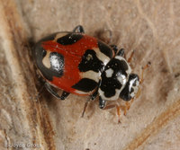 : Hippodamia apicalis/expurgata complex; Lady Beetle