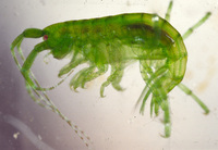 : Ampithoe sp.; Amphipod