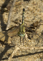 Diplacodes trivialis  Chalky Percher photo