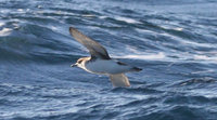 Fluttering shearwater