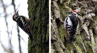 Middle Spotted Woodpecker Dendrocopos medius : female (left) and male (right)
