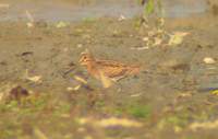 Pintail Snipe (Gallinago stenura) 2004. december 20. Dibru-Saikhowa Wildlife Sanctuary