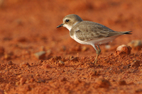 Greater Sandplover ( Charadrius leschenaultii )