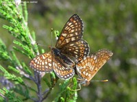 Hedepletvinge (Euphydryas aurinia) Foto/billede af