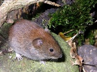 Rødmus (Clethrionomys glareolus)