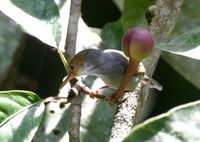 アカガオサイホウチョウ Ashy Tailorbird Orthotomus ruficeps