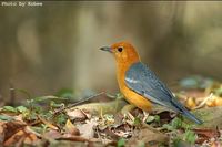 Orange-headed Thrush » Zoothera citrina