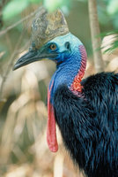 Cassowary