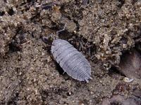 Oniscus asellus - Common Shiny Woodlouse