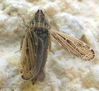 Turrutus socialis