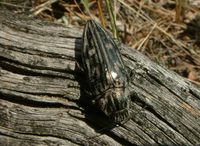 Chalcophora mariana - Pine Borer