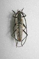Distenia pilati