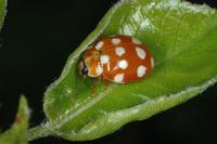 Calvia quatuordecimguttata - Cream Spotted Lady-beetle