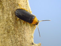 Conopalpus testaceus var. flavicollis