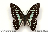 Graphium doson positanus