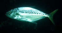 Campogramma glaycos, Vadigo: fisheries, gamefish