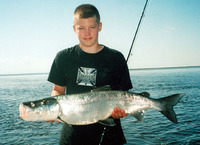 Stenodus leucichthys, Inconnu: fisheries, aquaculture, gamefish
