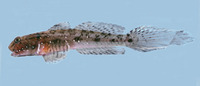 Ctenogobius smaragdus, Emerald goby: