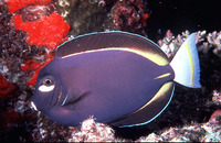 Acanthurus nigricans, Whitecheek surgeonfish: fisheries, aquarium