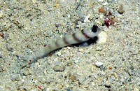 Amblyeleotris steinitzi, Steinitz' prawn-goby: aquarium