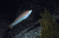 Halichoeres dispilus, Chameleon wrasse: fisheries, aquarium