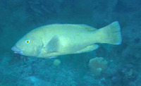 Achoerodus gouldii, Western blue groper: fisheries