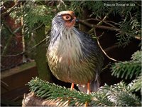 Blood Pheasant Ithaginis cruentus